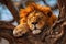 Regal lion nap Serengetis majestic lion relaxes under an African tree