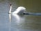 A really regal looking Swan swimming by