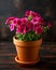 Regal Magenta purple pelargonium flowers plant in terracotta pot on dark background