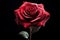 Regal Majestic ruby rose. Generate Ai