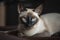 A regal and majestic Siamese cat posing for a photo, showing off its sleek and elegant appearance. Generative AI