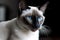 A regal and majestic Siamese cat posing for a photo - This Siamese cat is posing for a photo, showing off its sleek and elegant