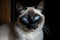 A regal and majestic Siamese cat posing for a photo - This Siamese cat is posing for a photo, showing off its sleek and elegant