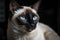 A regal and majestic Siamese cat posing for a photo - This Siamese cat is posing for a photo, showing off its sleek and elegant