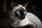 A regal and majestic Siamese cat posing for a photo - This Siamese cat is posing for a photo, showing off its sleek and elegant