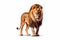 Regal Majesty: The Lion\\\'s Noble Stance on a White Background