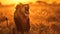 Regal male lion roaring at sunset, mane aglow in golden light
