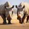 Regal moment white rhinoceroses lock heads in a powerful stance