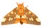 Regal Moth- Citheronia regalis