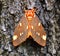 Regal Moth on Live oak tree