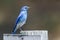 Regal Mountain Bluebird Perched Atop a Weathered Wooden Post