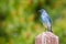 Regal Mountain Bluebird Perched atop a Wooden Post