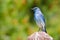 Regal Mountain Bluebird Perched atop a Wooden Post