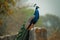 A regal peacock perches with pride against a textured stone