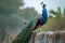 A regal peacock perches with pride against a textured stone