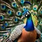 A regal peacock in royal attire, posing for a portrait with a majestic display of feathers1