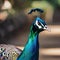 A regal peacock in royal attire, posing for a portrait with a majestic display of feathers3