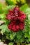 Regal Pelargonium Dark secret burgundy red flower in summer garden