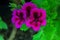 Regal Pelargonium: Exquisite Beauty in Nature\\\'s Embrace