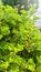 Regal pelargonium under the morning backlight sunshine. Vertical photo image.