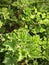 Regal pelargonium under the morning sunshine. Close up, Vertical photo image.