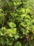 Regal pelargonium under sunshine. Vertical photo image.