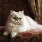 Regal Persian Cat on Soft Cushion
