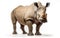 Regal Rhino on White Background