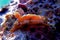 Regal Sea Goddess Nudibranch - Felimare picta