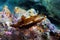 Regal Sea Goddess Nudibranch - Felimare picta