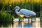 Regal Stork: Standing Proudly in Marshland Habitat, Reflection Mirrored in Still Water