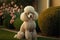 Regal white or cream colored poodle in garden setting