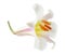 Regale Trumpet Lilium