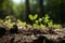 Regeneration of a Deforested Area: Emerging Life in the Forest's New Chapter