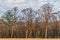 Regeneration - New life in the bush after the fires