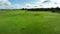 Regenerative agriculture cows in the field, grazing on grass and pasture in Australia, on a farming ranch.