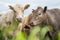 Regenerative agriculture cows in the field, grazing on grass and pasture in Australia, on a farming ranch. Cattle eating hay and