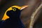 An regent bower bird in an Australian rainforest