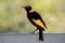 Regent Bowerbird