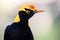 Regent Bowerbird