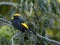 Regent Bowerbird