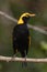 Regent Bowerbird in Australia