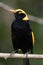 Regent Bowerbird in Australia