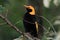 Regent Bowerbird in Australia