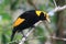 Regent Bowerbird in Australia