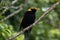 Regent Bowerbird in Australia