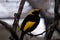 Regent bowerbird male