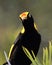 A regent bowerbird male