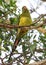 Regent Parrot of Australia