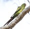 Regent Parrot of Australia